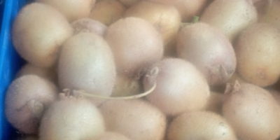 Kiwi verde ecológico, muy dulce , totalmente libre de