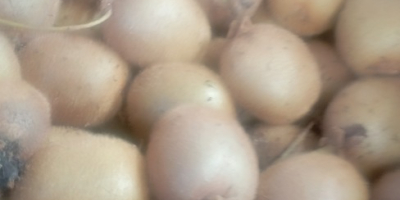 Kiwi verde ecológico, muy dulce , totalmente libre de