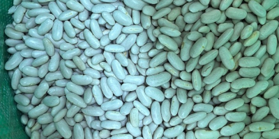 Judías blancas, saco de 10 kg, calidad A, origen