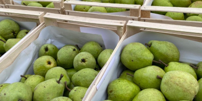 Tengo a la venta una preciosa pera Lukasovka, junto