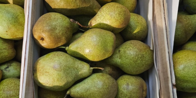 Tengo a la venta una preciosa pera Lukasovka, junto