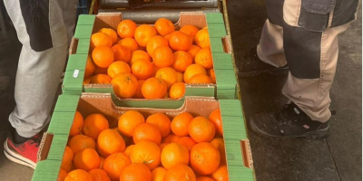 Mandarinas frescas de primera calidad disponibles al por mayor.