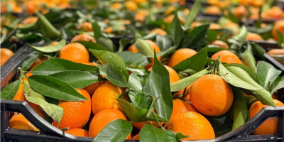 Mandarinas frescas de primera calidad disponibles al por mayor.