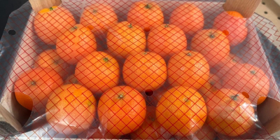 Mandarinas frescas de primera calidad disponibles al por mayor.