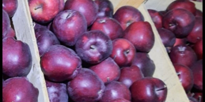 Somos proveedores de confianza de frutas y verduras frescas