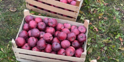 Somos proveedores de confianza de frutas y verduras frescas