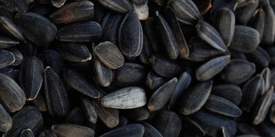 Hola, necesito comprar semillas de girasol negras, sacos de