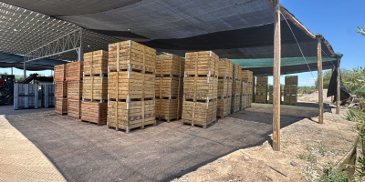 Vendemos ajo morado fresco de alta calidad, recién producido