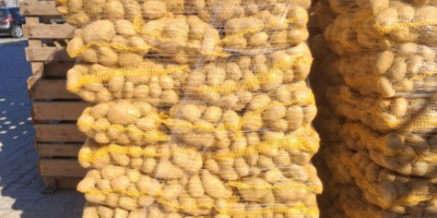 Papas amarillas en venta, más de 50 calorías, en