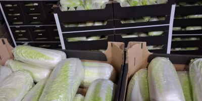 Vendo col china, 0,5-1,8 kg, refrigerada. Camiones completos. Contacto