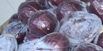 Venta de repollo blanco y morado. 1500 toneladas disponibles.