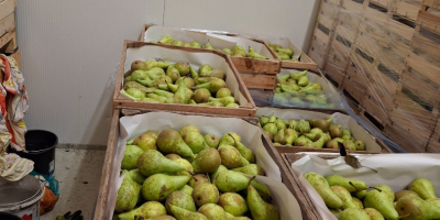 Vendo conferencias clasificadas de 6.5 a 8, medianas de