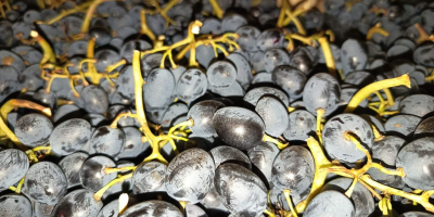 directamente del productor, conservado en óptimas condiciones en el