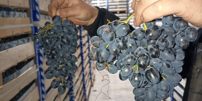 directamente del productor, conservado en óptimas condiciones en el