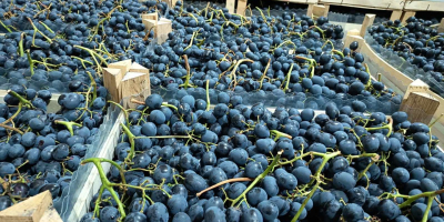 directamente del productor, conservado en óptimas condiciones en el