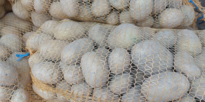 Vendo papas Soraya, a partir de 45 mm, un