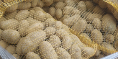 Vendo papas Soraya, a partir de 45 mm, un