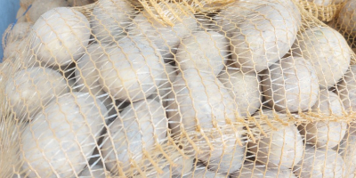 Vendo papas Soraya, a partir de 45 mm, un