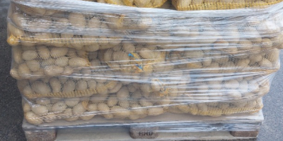 Vendo papas Soraya, a partir de 45 mm, un