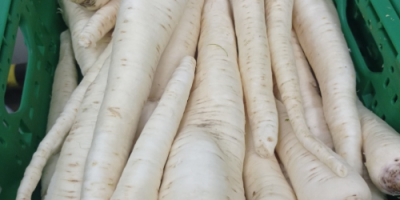 Vendo perejil lavado, varias variedades, posibilidad de transporte, tel.