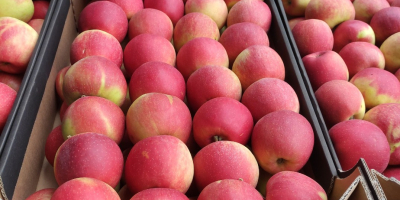 Vendo manzanas Champion. Disponibles en cualquier empaque, según sus