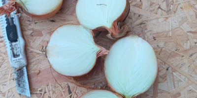 Hola, vendo varios camiones de cebollas sueltas. Variedades: Dormo