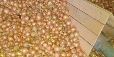 Hola, vendo varios camiones de cebollas sueltas. Variedades: Dormo