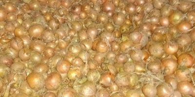 Hola, vendo varios camiones de cebollas sueltas. Variedades: Dormo