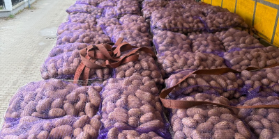 Vendo papas comestibles con análisis fitopatológicos. Cantidades por camión.