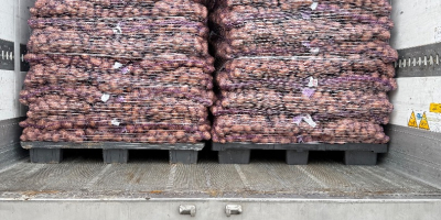 Vendo papas comestibles con análisis fitopatológicos. Cantidades por camión.