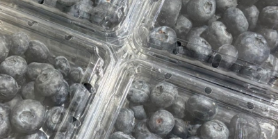 Vendo arándanos americanos, origen Perú, Polonia. Escríbeme por WhatsApp