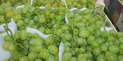 Niza, uvas frescas, caja de 6 kg, importación Grecia,