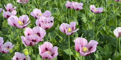 Semillas de amapola alemanas de la variedad &quot;Viola&quot;. Ofrecemos