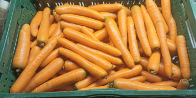 Vendo zanahorias lavadas y cepilladas. Tamaño comercial. Precio: 0,80