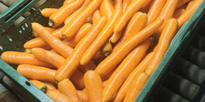 Vendo zanahorias lavadas y cepilladas. Tamaño comercial. Precio: 0,80
