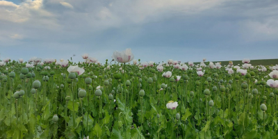 Semillas de amapola azul holandesa de la costa frisia