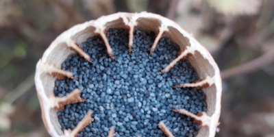 Semillas de amapola azul holandesa de la costa frisia