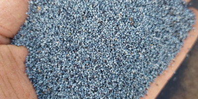 Semillas de amapola azul holandesa de la costa frisia