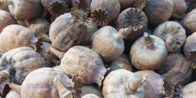 Semillas de amapola azul holandesa de la costa frisia