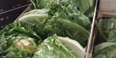 Coliflor, 6 piezas Cartón / caja, precio atractivo, recogida