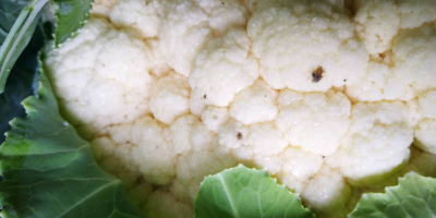 Coliflor, 6 piezas Cartón / caja, precio atractivo, recogida