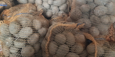 Tengo papas wineta y jolly en venta, las recomiendo