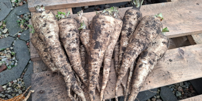 Vendo perejil. Para más información, llame al [número de