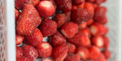 Fresas congeladas - origen Rumanía