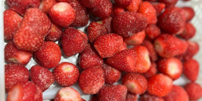 Fresas congeladas - origen Rumanía