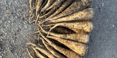 Chirivías - Cosecha 2025, 200 toneladas. Ofrecemos chirivías frescas