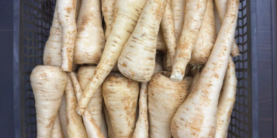 Chirivías - Cosecha 2025, 200 toneladas. Ofrecemos chirivías frescas