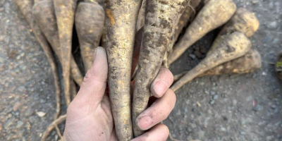 Chirivías - Cosecha 2025, 200 toneladas. Ofrecemos chirivías frescas