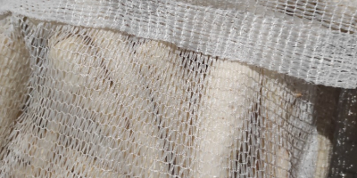 Vendo zanahorias lavadas, comerciales, gruesas y sucias. Disponibles en