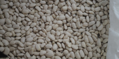 Hola, tenemos judías verdes enanas a la venta. Están